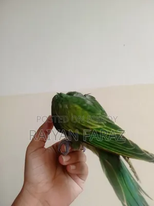 তোতা টিয়ার বাচ্চা