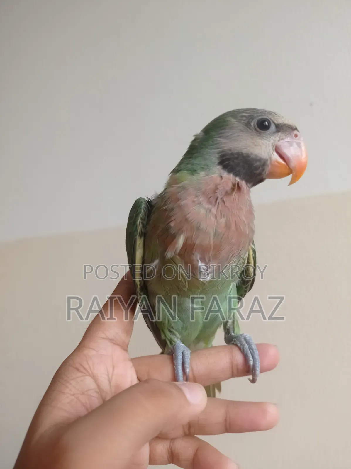 তোতা পাখির বেবি