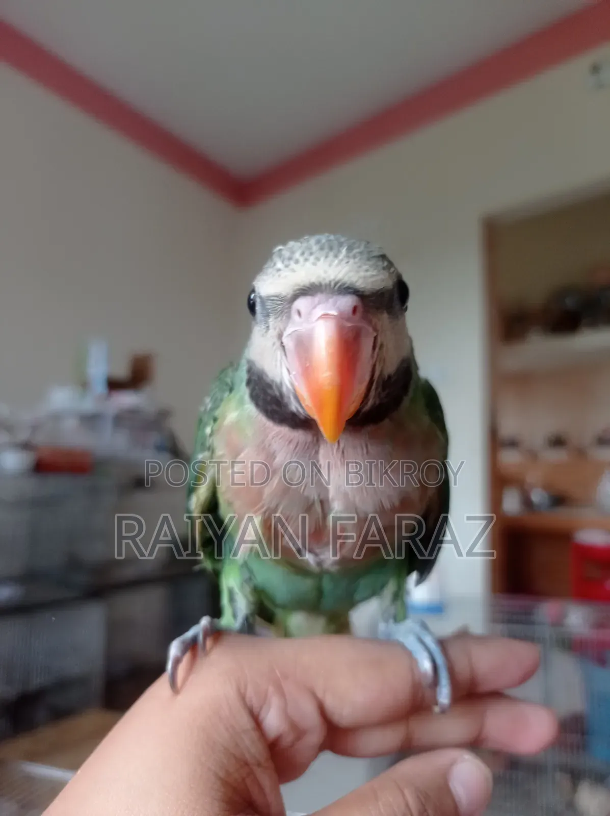 তোতা পাখির বেবি