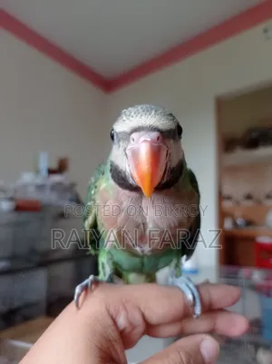 তোতা পাখির বেবি