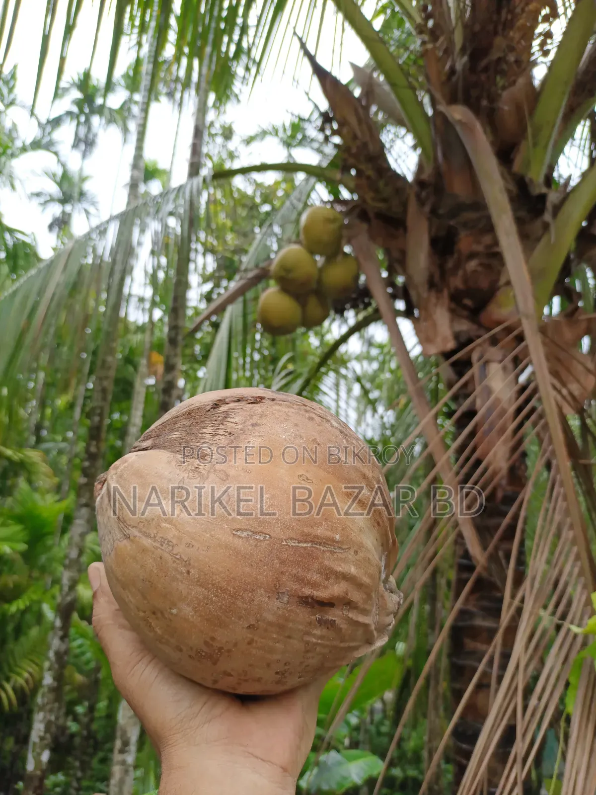 পিউর নারিকেল