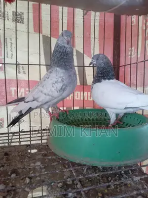 Gribaj Pigeon for sale 1 pair