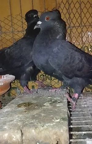 কালো দেশি গোল্লা জোড়া