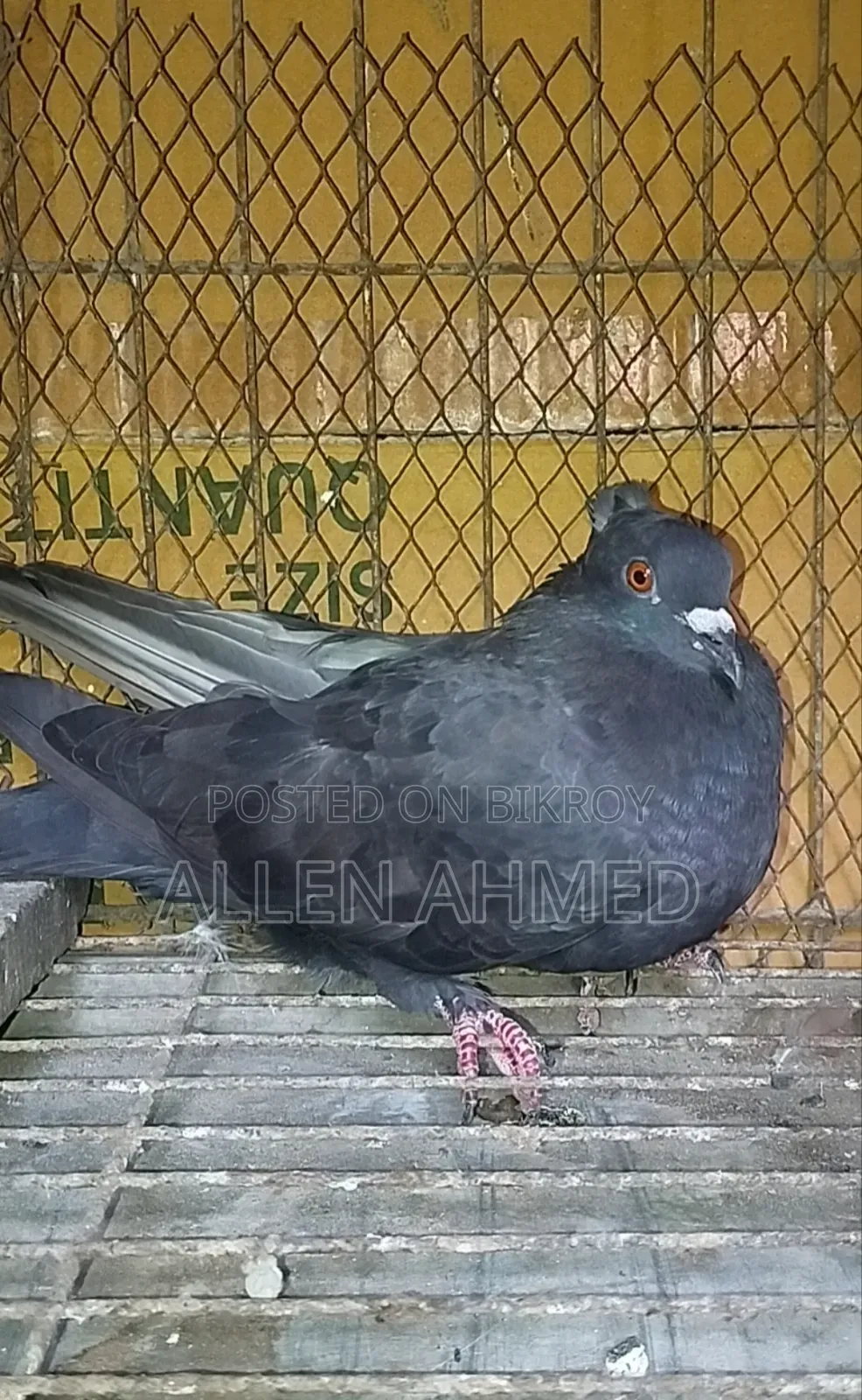 কালো দেশি গোল্লা জোড়া