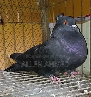 কালো দেশি গোল্লা জোড়া