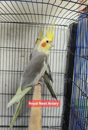 Pied Cockatiel