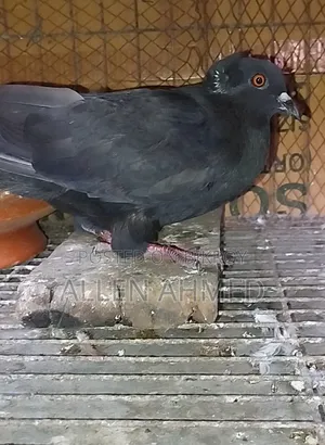 কালো দেশি গোল্লা জোড়া