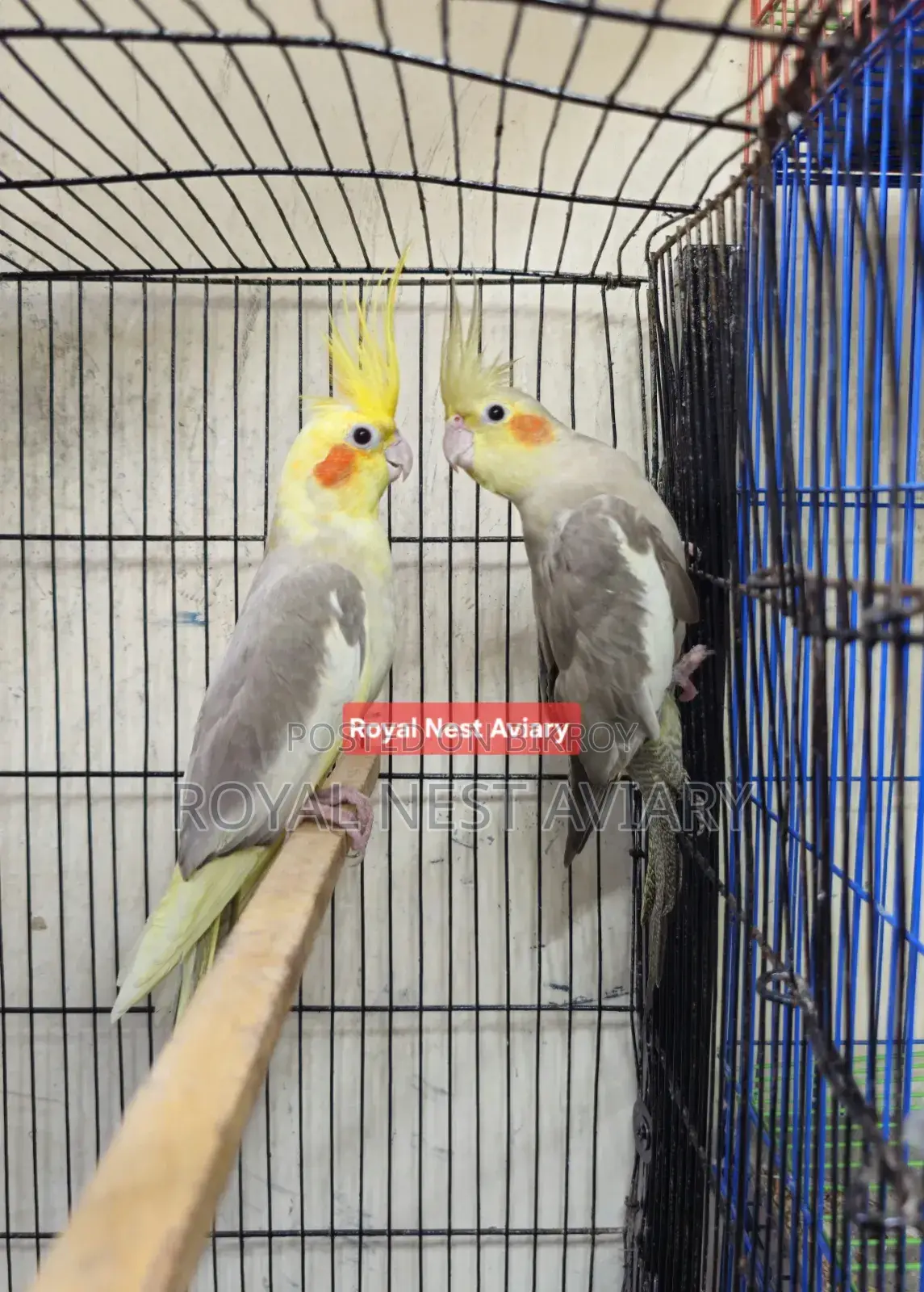 Pied Cockatiel