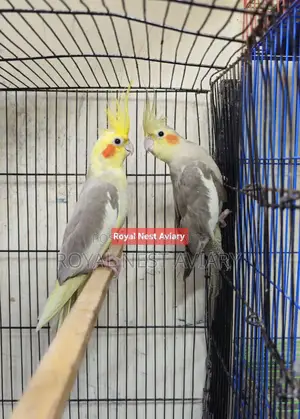 Pied Cockatiel