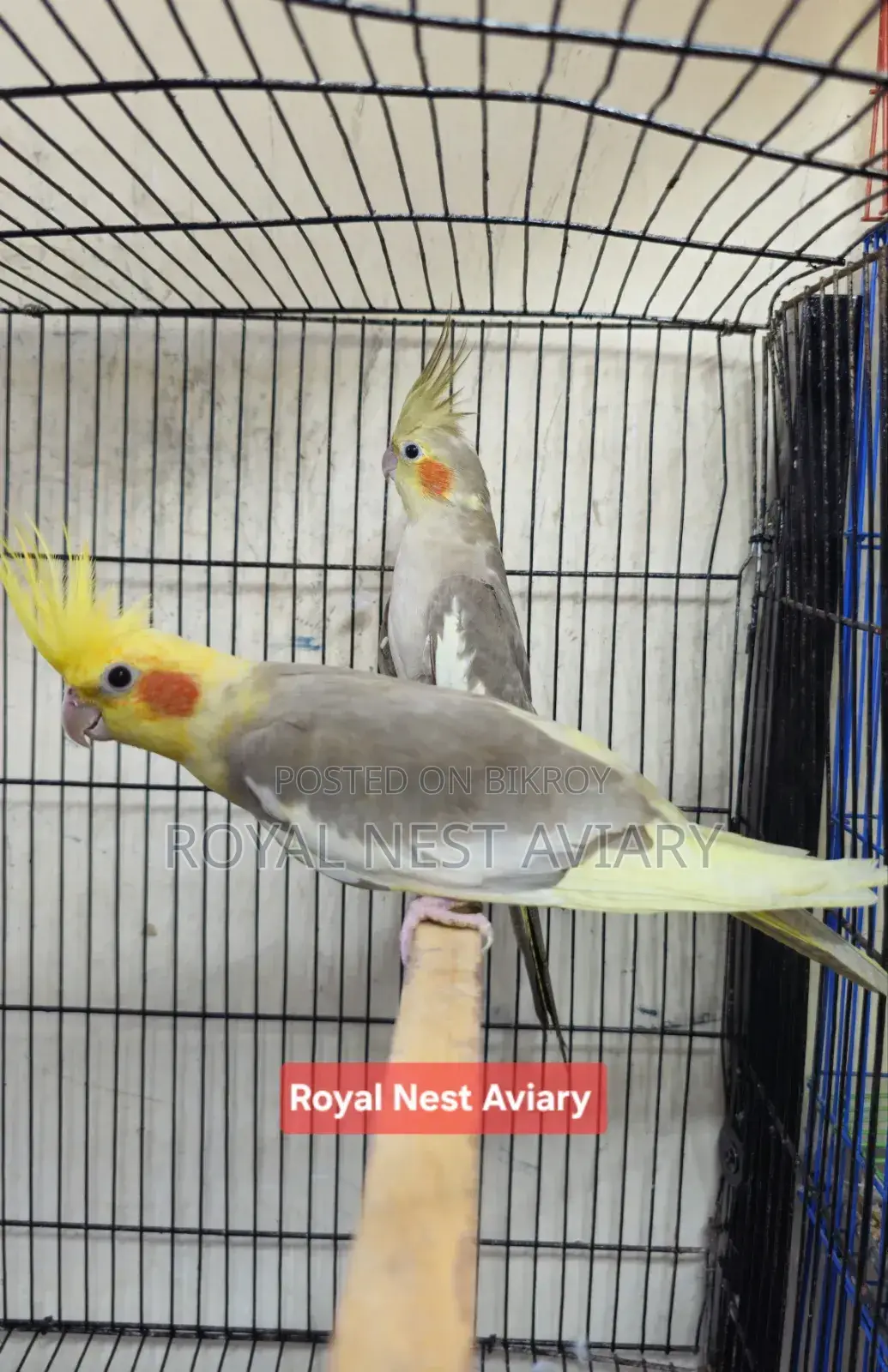 Pied Cockatiel