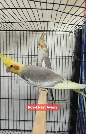 Pied Cockatiel