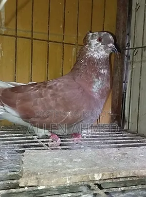 লাল গোল্লা নর