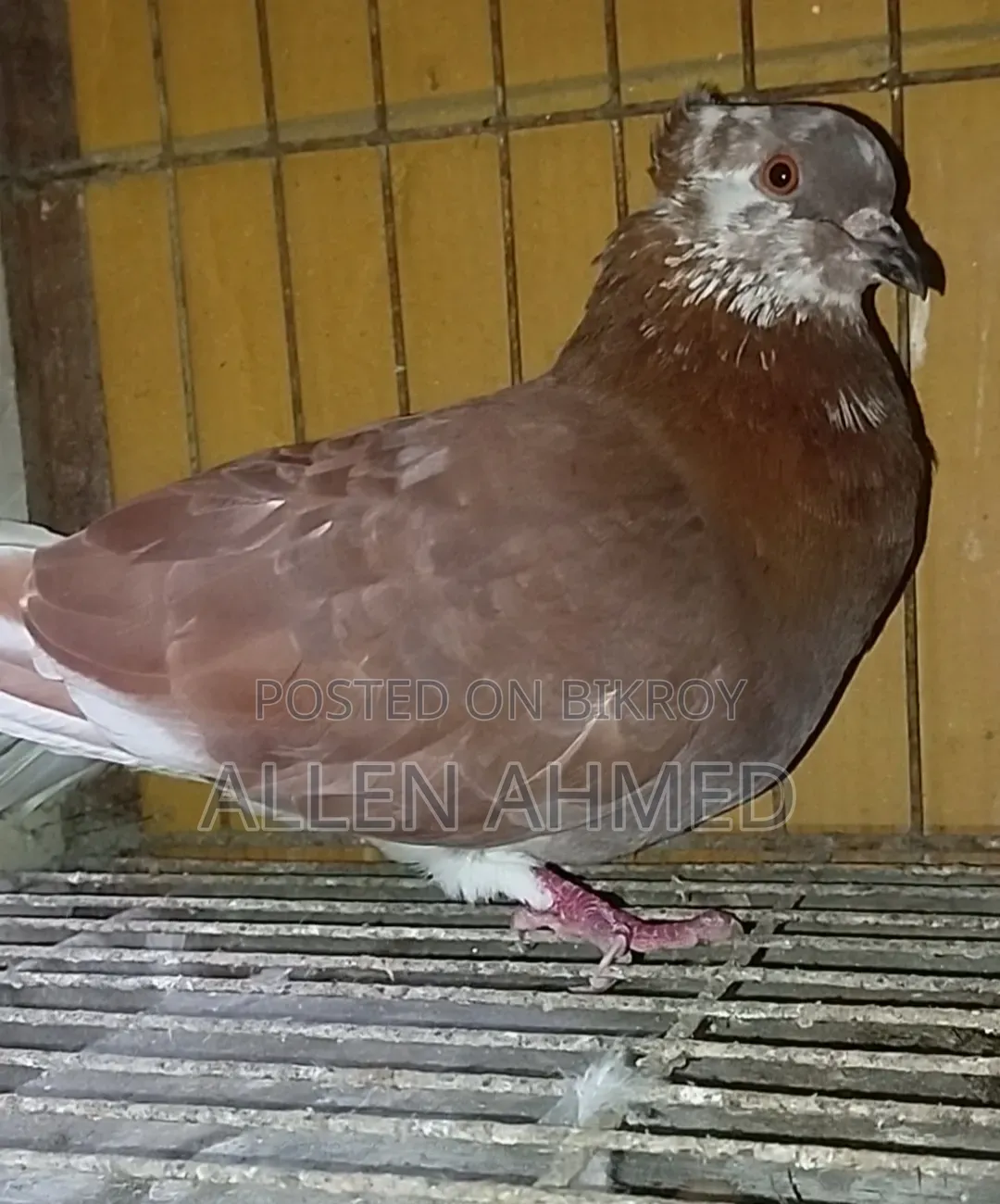 লাল গোল্লা নর