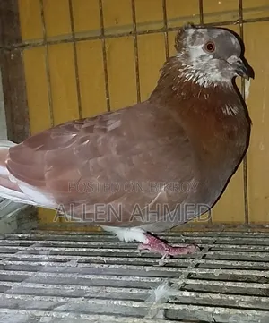 লাল গোল্লা নর