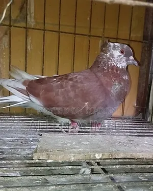 লাল গোল্লা নর
