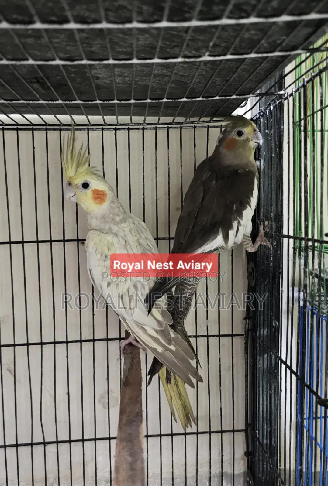 Cinnamon Pearl Cockatiel