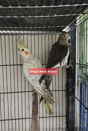 Cinnamon Pearl Cockatiel