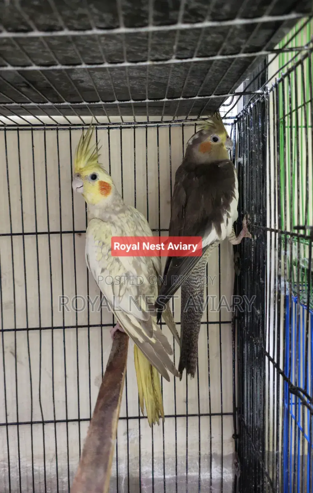 Cinnamon Pearl Cockatiel