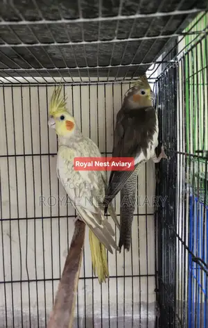 Cinnamon Pearl Cockatiel