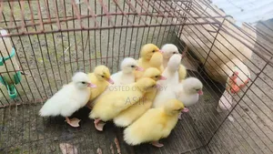 White Muscovy Duckling