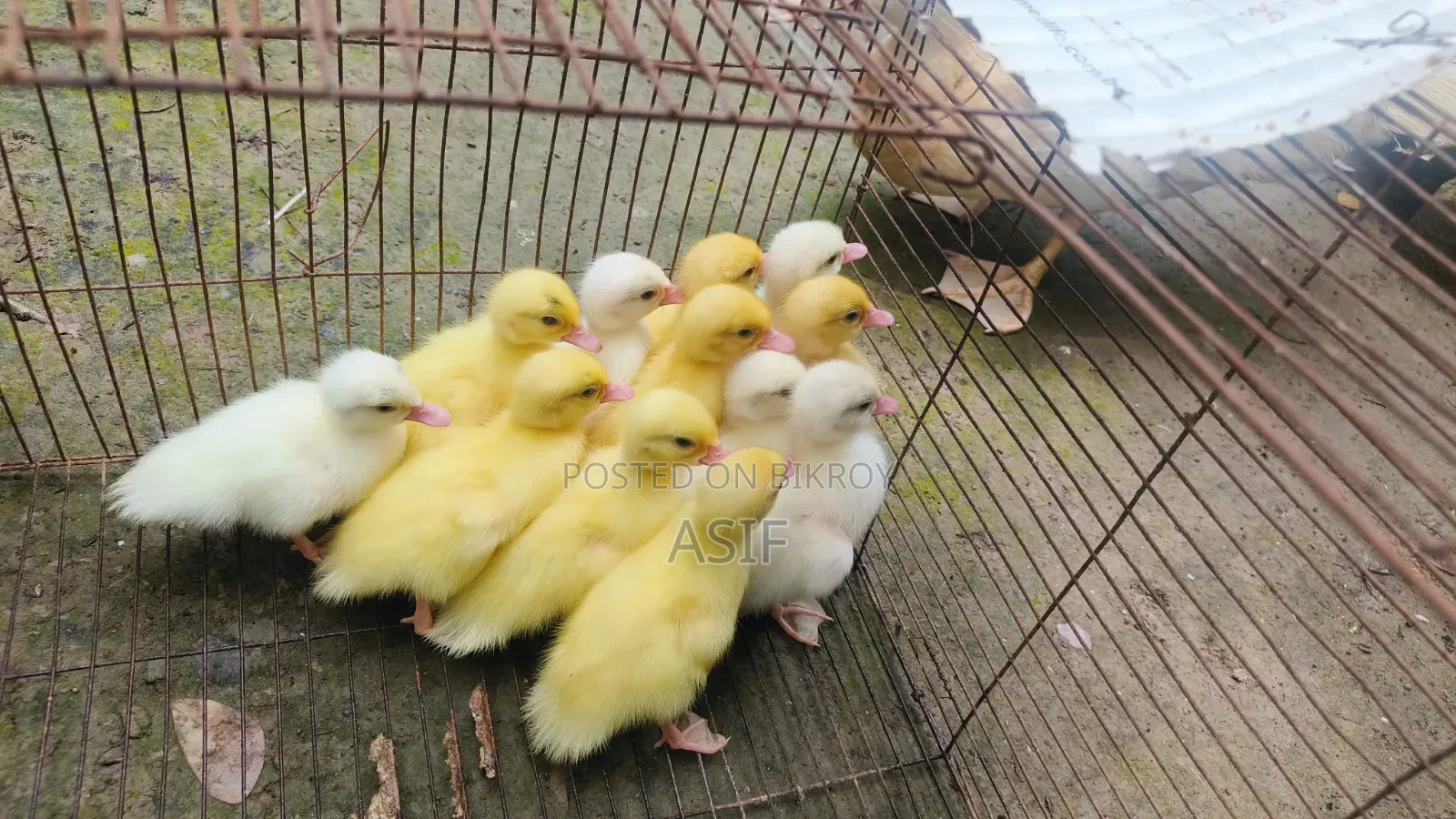 White Muscovy Duckling