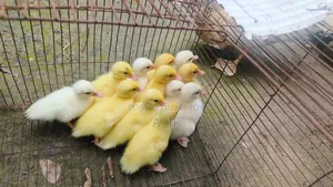 White Muscovy Duckling