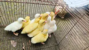 White Muscovy Duckling