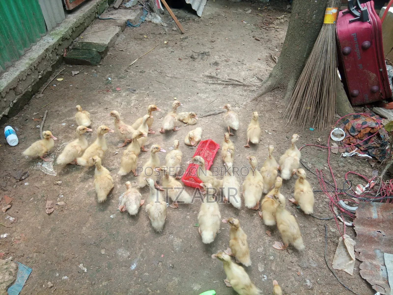 Belgium Ducklings