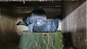 রেসার মাকসি