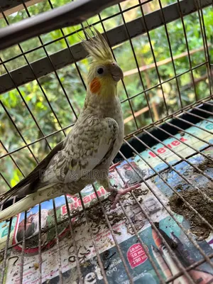 ককাটেল ফিমেল