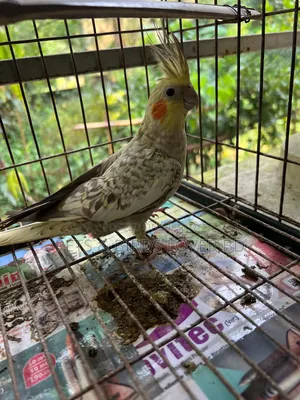 ককাটেল ফিমেল