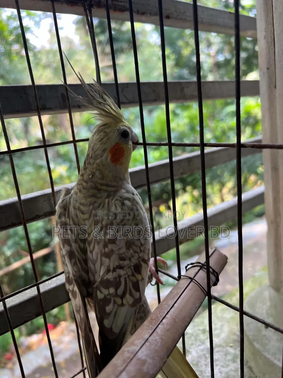 ককাটেল ফিমেল