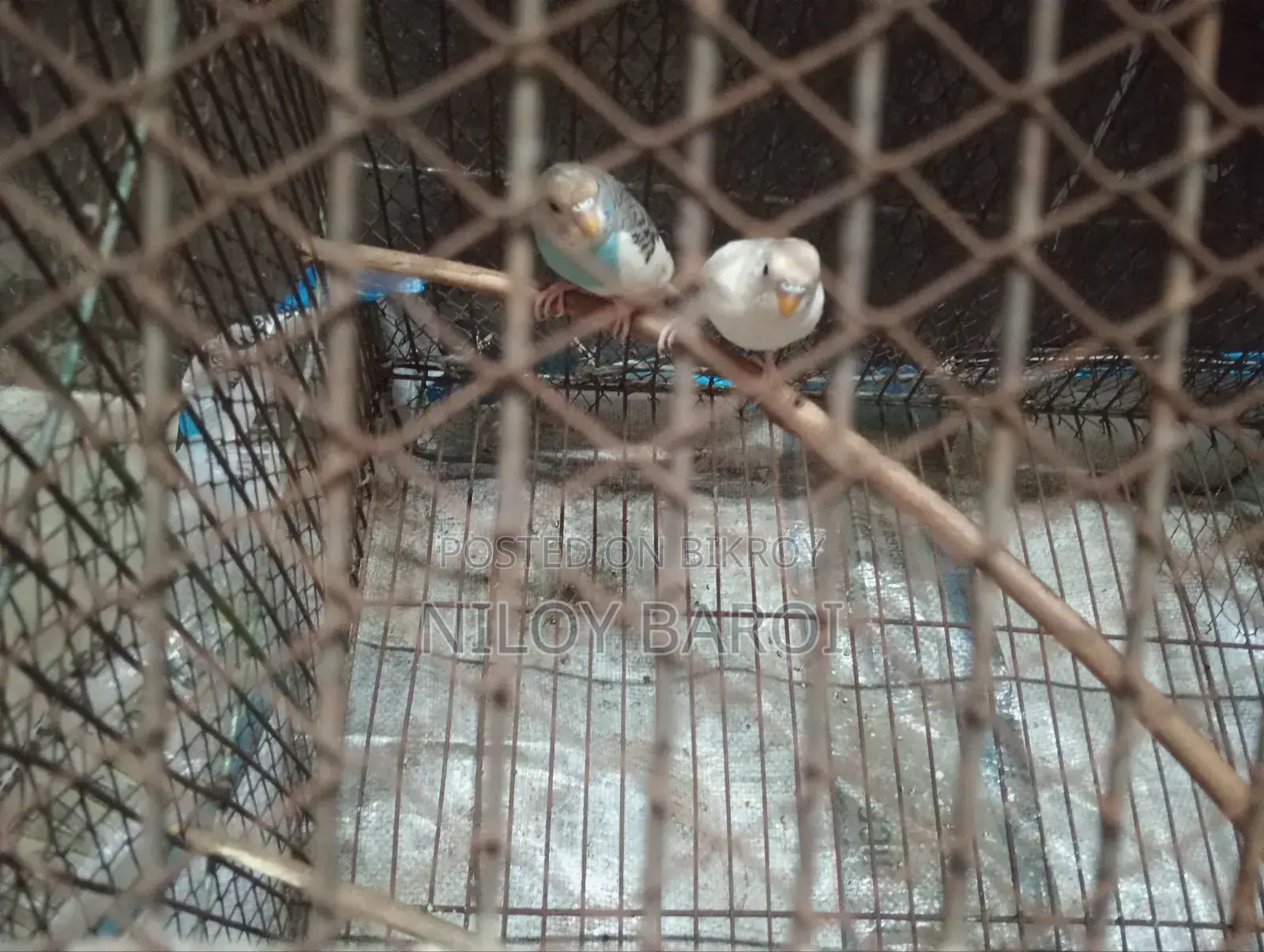 পাখি বিক্রির জন্য