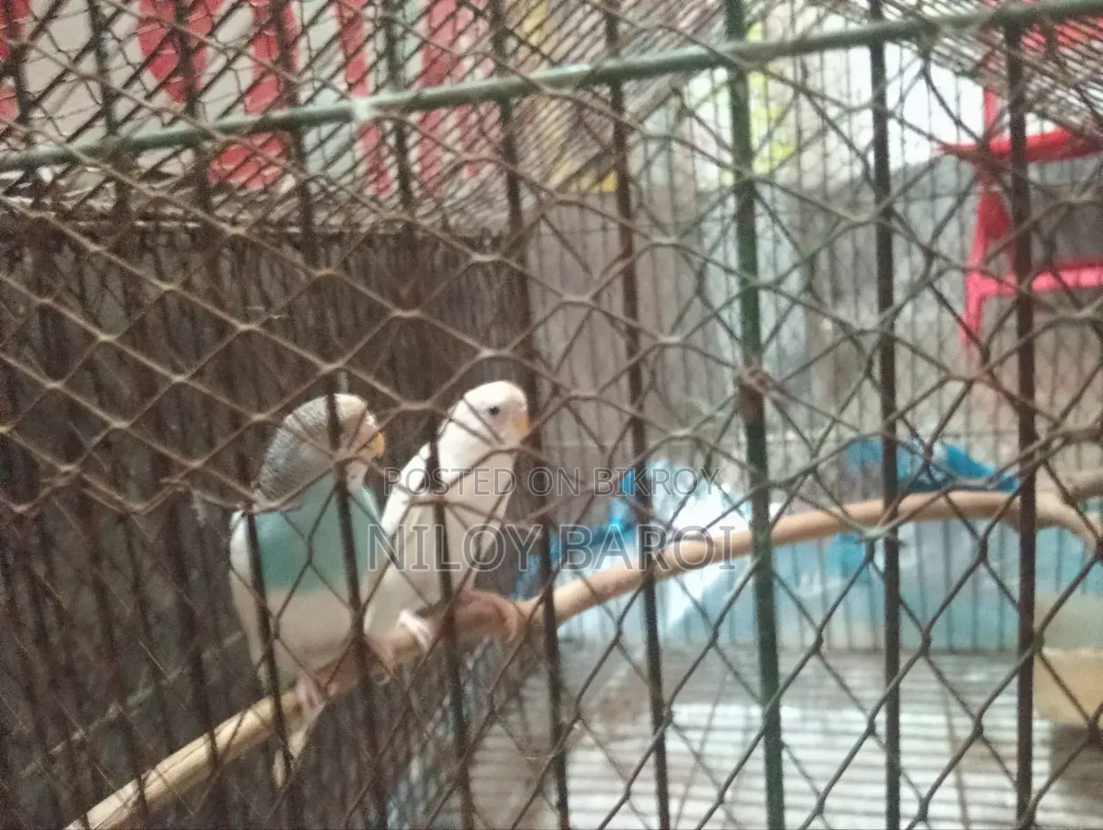 পাখি বিক্রির জন্য