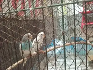 পাখি বিক্রির জন্য