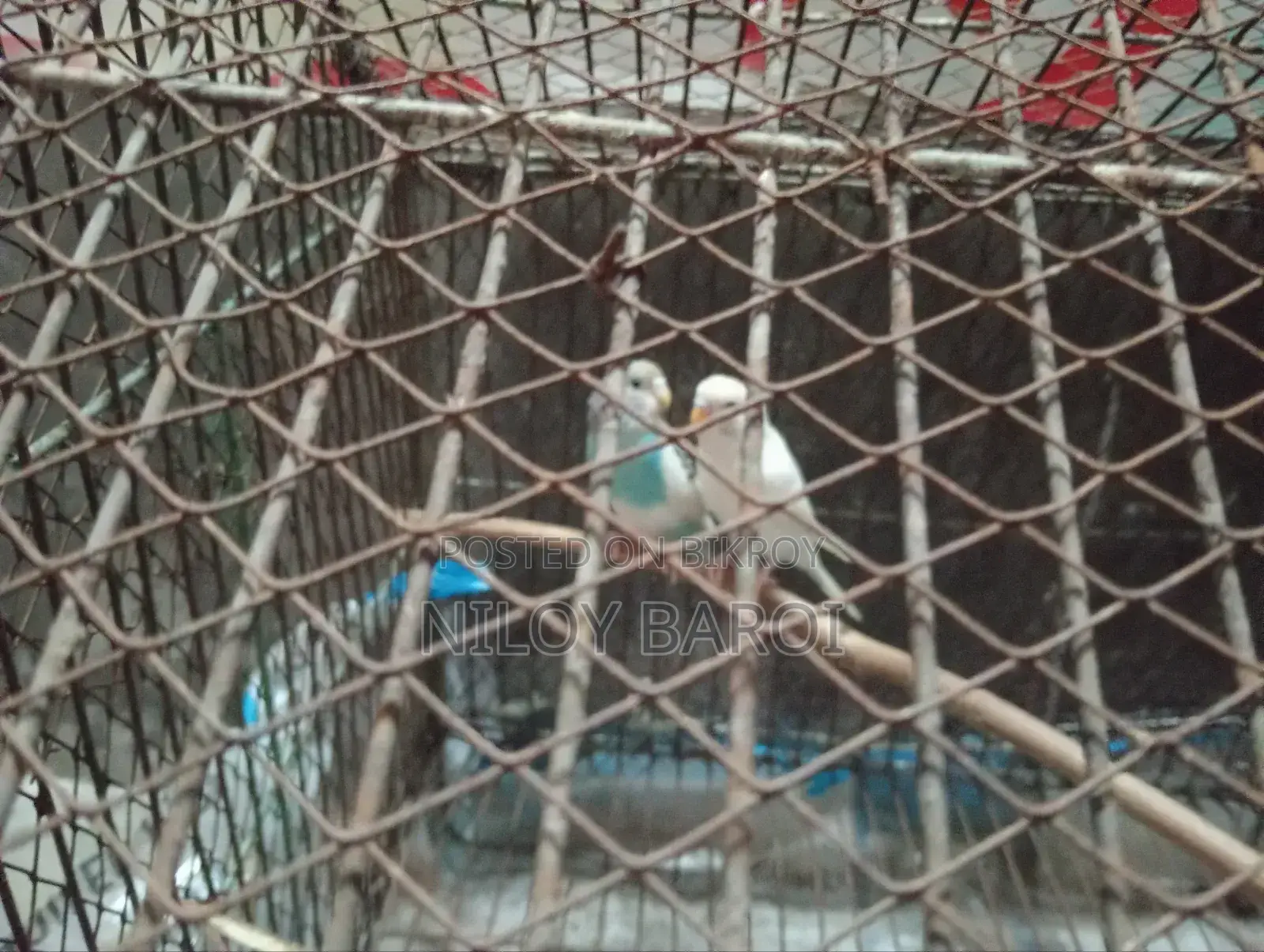 পাখি বিক্রির জন্য