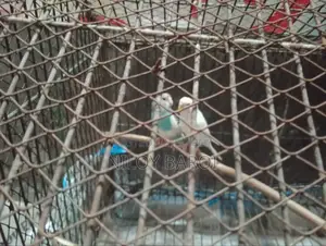 পাখি বিক্রির জন্য