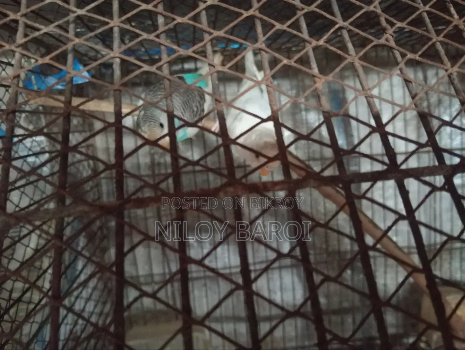 পাখি বিক্রির জন্য