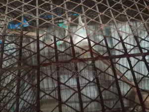 পাখি বিক্রির জন্য