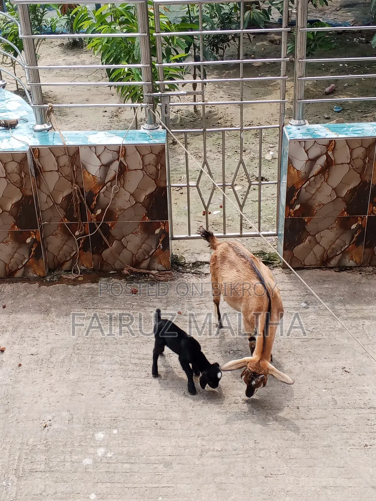 Mother goat with kid