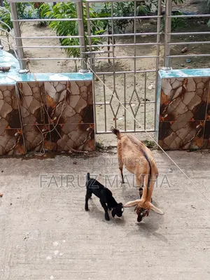 Mother goat with kid