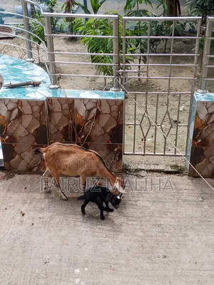 Mother goat with kid