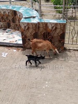 Mother goat with kid
