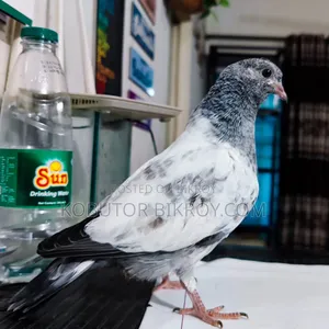 এক পিস গিরিবাজ বেবি বিক্রয় হবে।