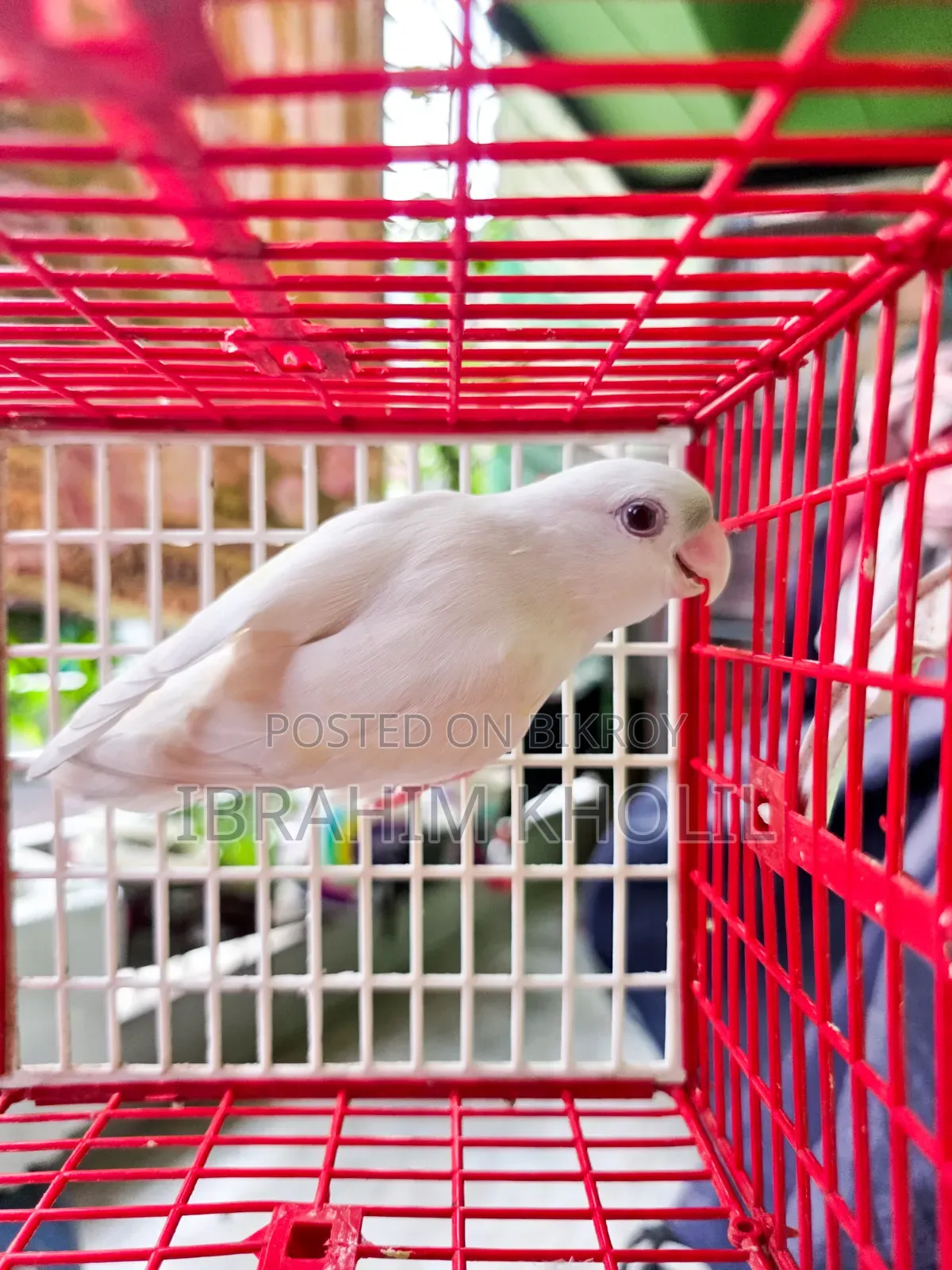 অ্যালবিনো লাভবার্ড নন রিং