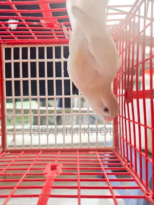 অ্যালবিনো লাভবার্ড নন রিং