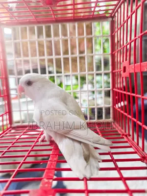 অ্যালবিনো লাভবার্ড নন রিং