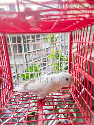 অ্যালবিনো লাভবার্ড নন রিং