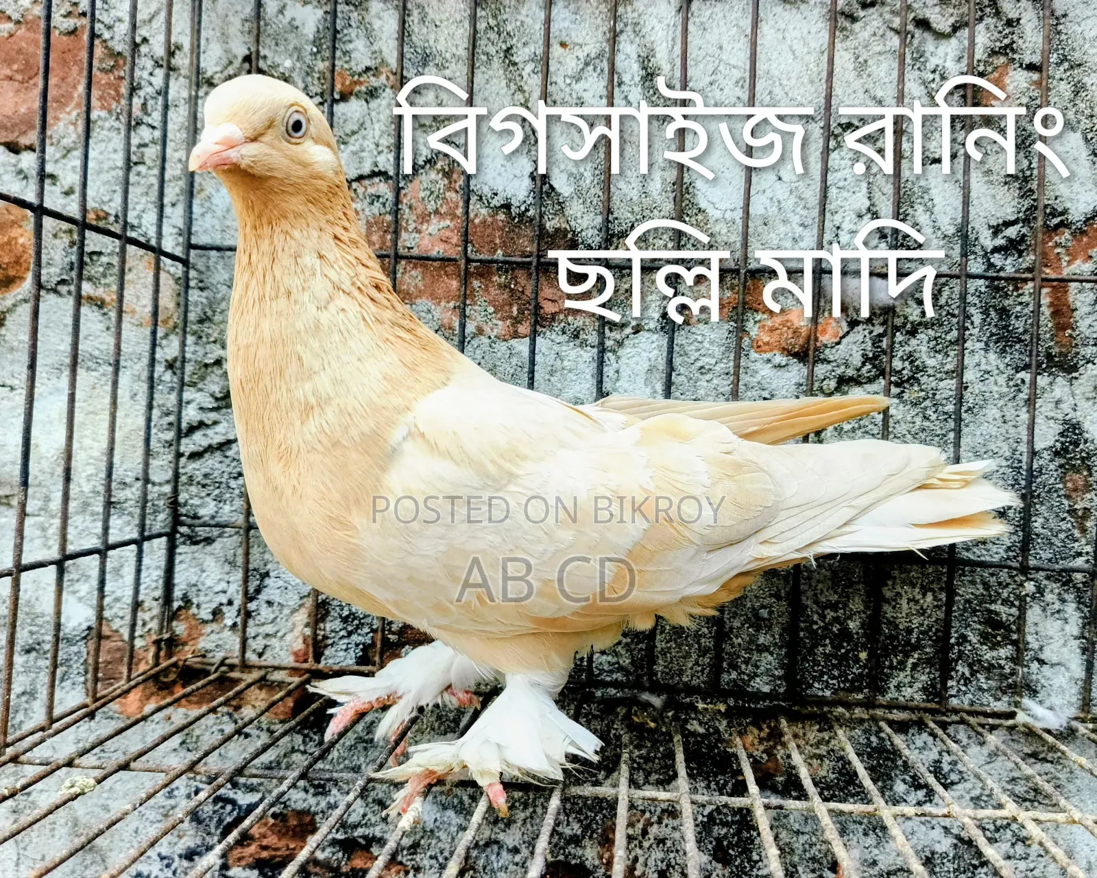বিগ সাইজ ফিমেল পিজন রানিং সলি মাদি কবুতর