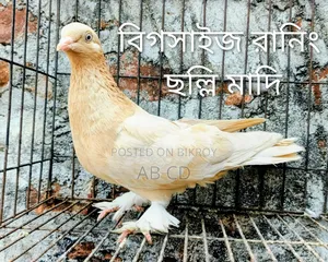 বিগ সাইজ ফিমেল পিজন রানিং সলি মাদি কবুতর
